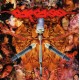 V/A "Requiems of Revulsion - a tribute to CARCASS" CD